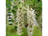 okrasne dreviny ducplant(221)