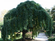 okrasne dreviny ducplant(230)