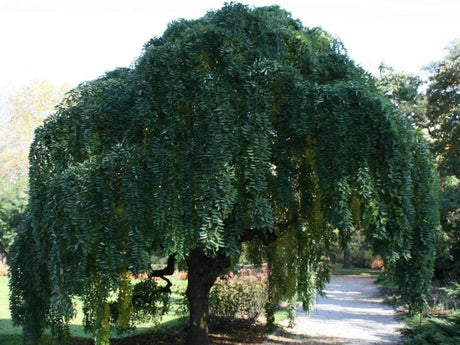 okrasne dreviny ducplant(230)