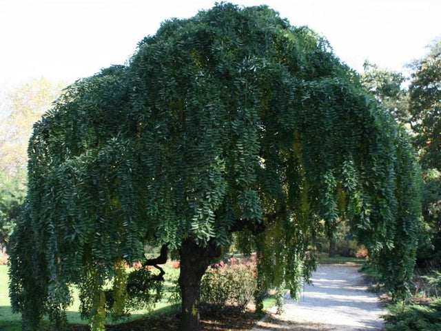 okrasne dreviny ducplant(230)