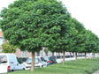 Dreviny na kmienku Agát biely Umbraculifera na 200 220cm kmeni(1)