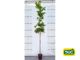 Dreviny na kmienku Dub letný na kmienku, výška 280 380 cm, obvod kmeňa 6 8cm(2)