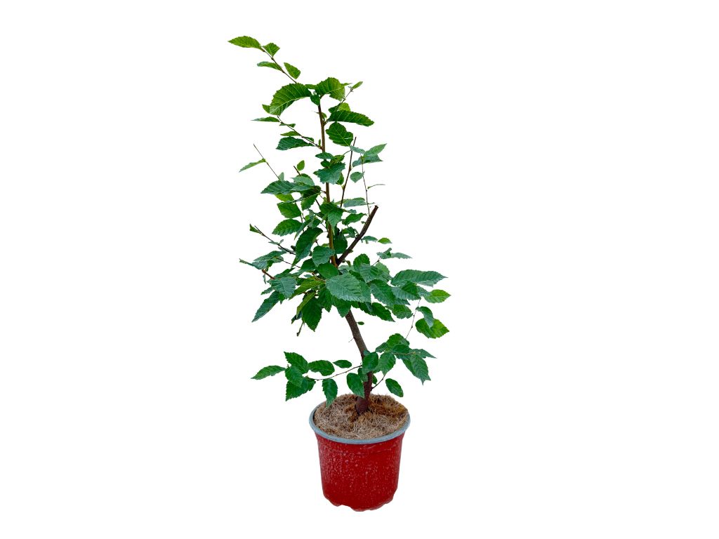 Okrasné stromy Hrab obyčajný 40 70cm(5)