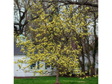 okrasne dreviny ducplant(475)