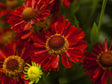 Trvalky Helénium hybridné Mariachi Siesta4
