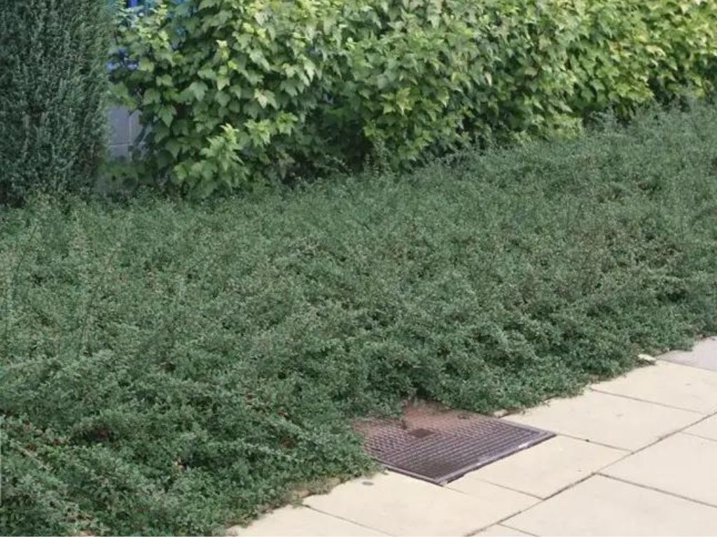 okrasne dreviny ducplant(859)