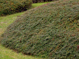 okrasne dreviny ducplant(858)