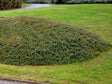 okrasne dreviny ducplant(857)