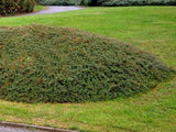 okrasne dreviny ducplant(857)