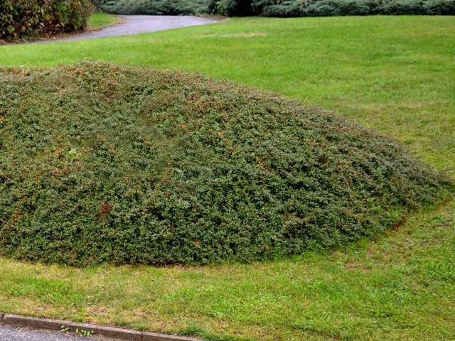 okrasne dreviny ducplant(857)