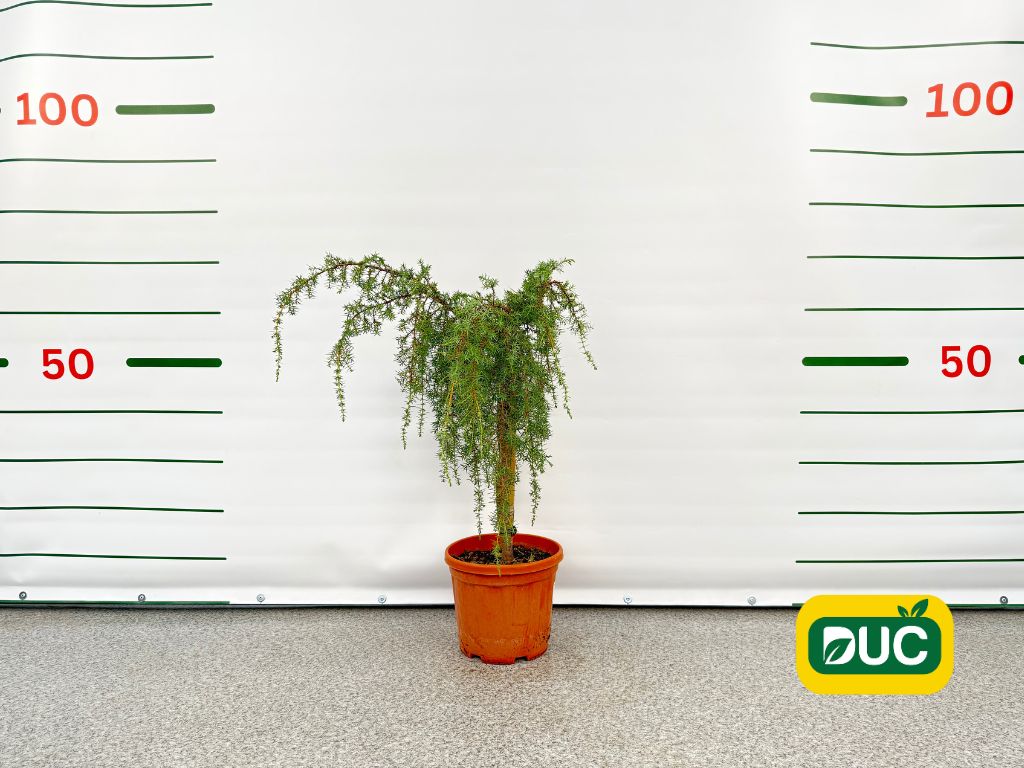 Dreviny na kmienku Borievka pobrežná Schlager na kmienku 50 60 cm