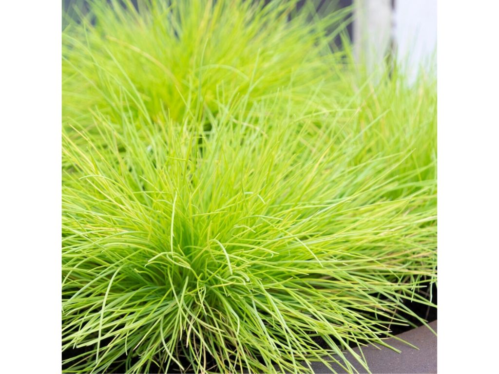 Trvalky ducplant(162)