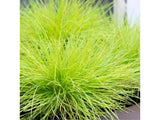 Trvalky ducplant(162)