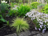 Trvalky ducplant(161)