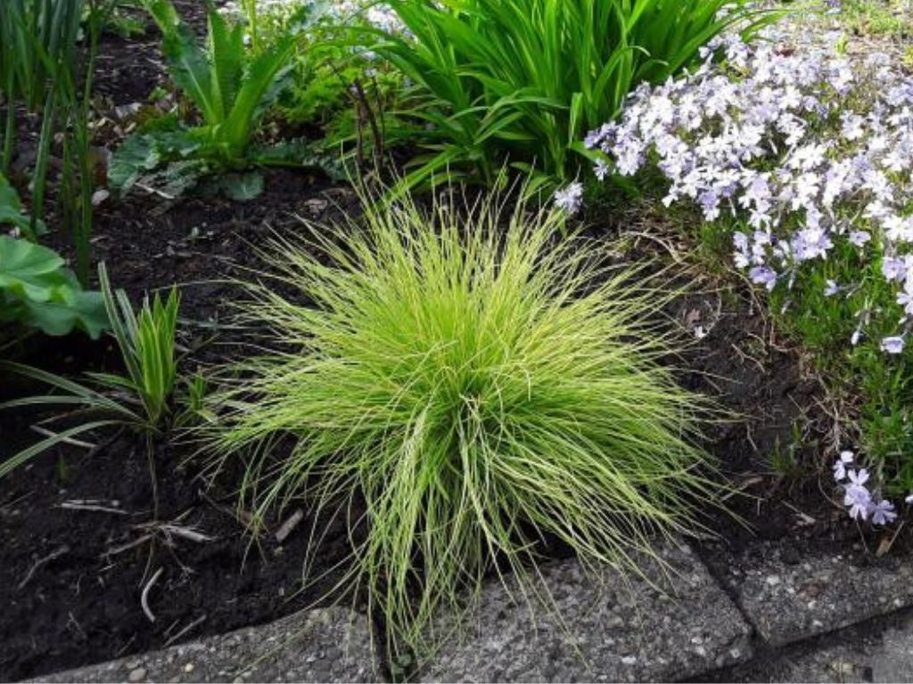 Trvalky ducplant(164)