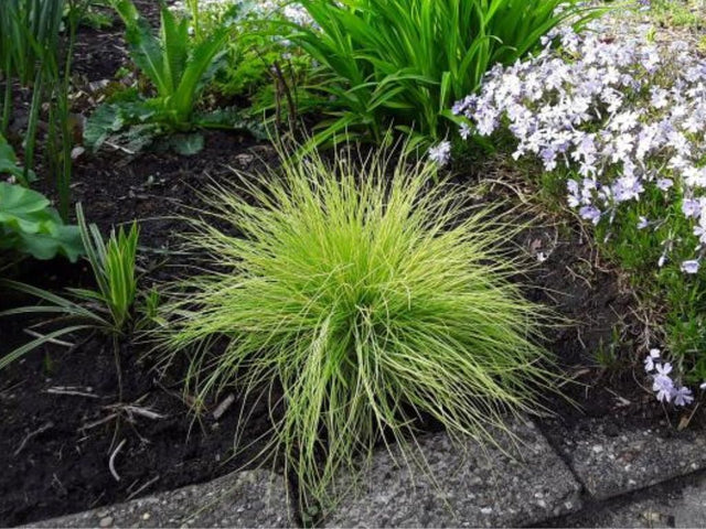 Trvalky ducplant(164)
