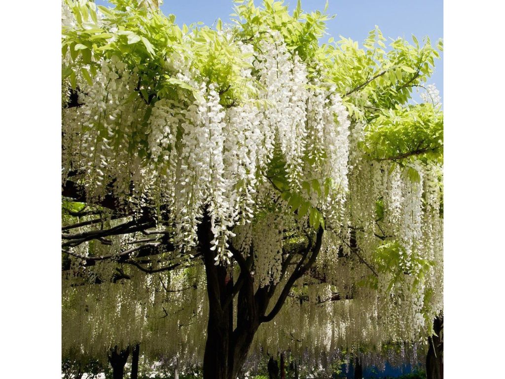Popínavé rastlinyVistéria kvetnatá Longissima Alba 150-200cm(5)