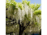 Popínavé rastlinyVistéria kvetnatá Longissima Alba 150-200cm(5)