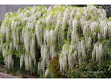 Popínavé rastlinyVistéria kvetnatá Longissima Alba 150-200cm(6)