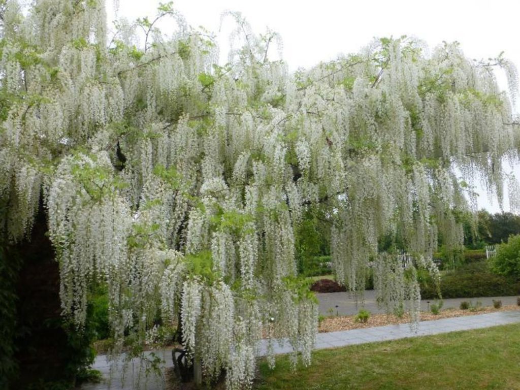 Popínavé rastlinyVistéria kvetnatá Longissima Alba 150-200cm(8)