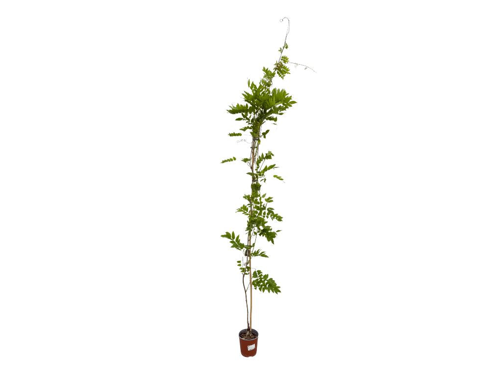 Popínavé rastlinyVistéria kvetnatá Longissima Alba 150-200cm(11)