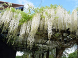Popínavé rastlinyVistéria kvetnatá Longissima Alba 150-200cm(1)
