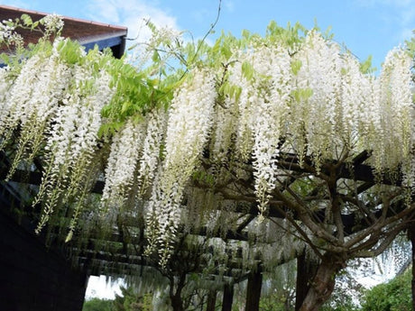 Popínavé rastlinyVistéria kvetnatá Longissima Alba 150-200cm(1)
