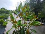 Untitled design 2024 05 25T122943.065
