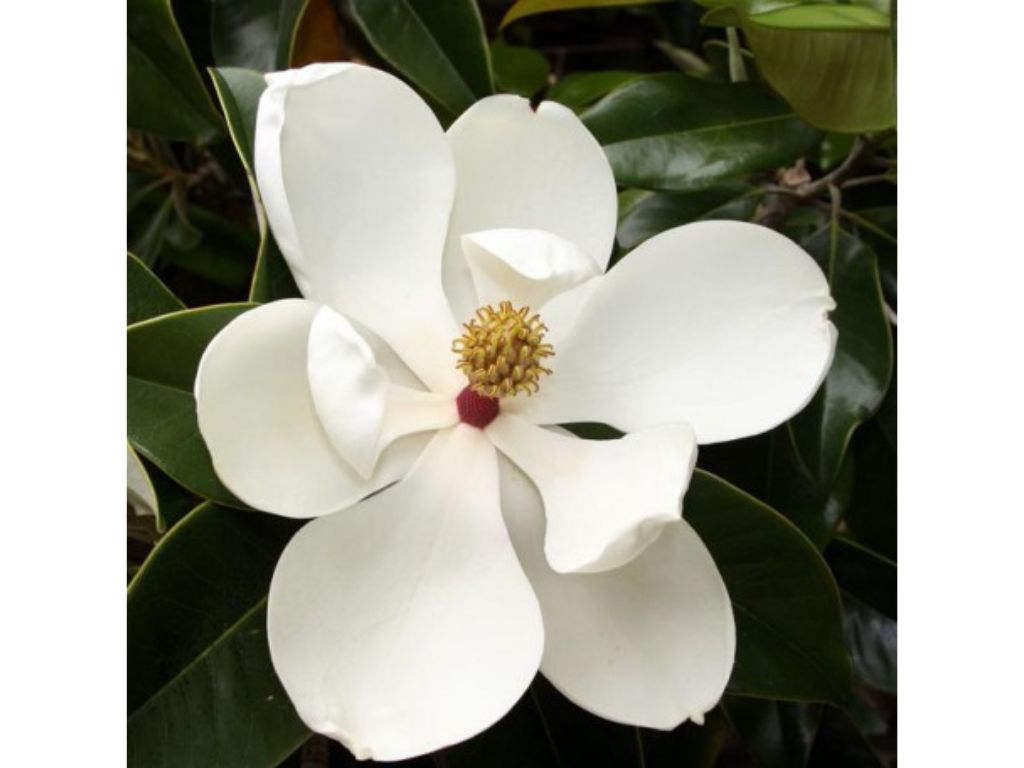 okrasne dreviny ducplant(158)