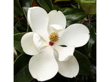okrasne dreviny ducplant(158)
