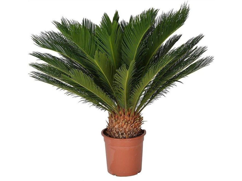 okrasne dreviny ducplant(599)