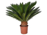 okrasne dreviny ducplant(599)
