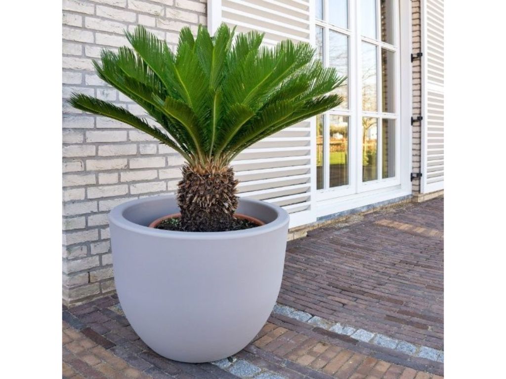 okrasne dreviny ducplant(602)