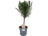 okrasne dreviny ducplant(645)