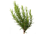okrasne dreviny ducplant(648)