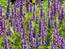 Agastache