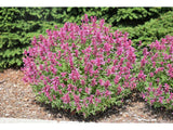 Agastache Rosie Posie, květináč 0,5 l