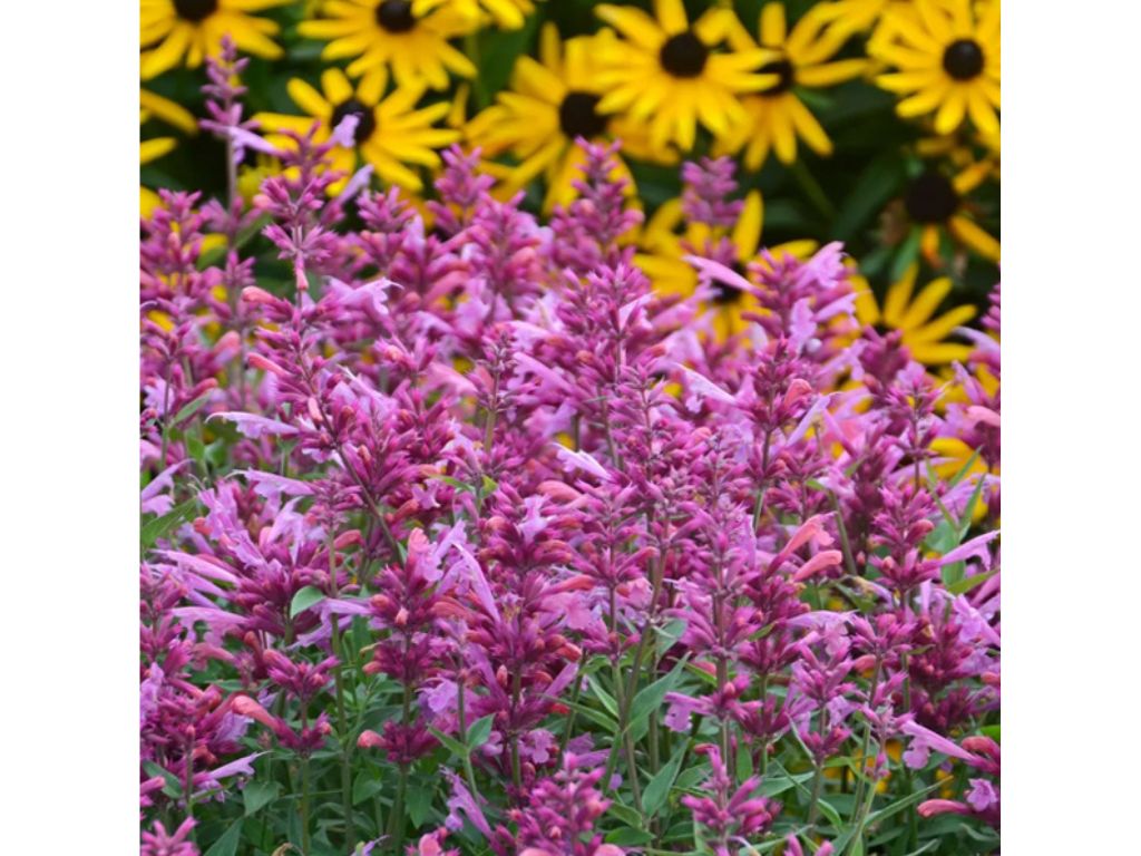 Agastache Rosie Posie, květináč 0,5 l