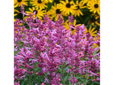 Agastache Rosie Posie, květináč 0,5 l