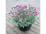 Trvalky ducplant(67)