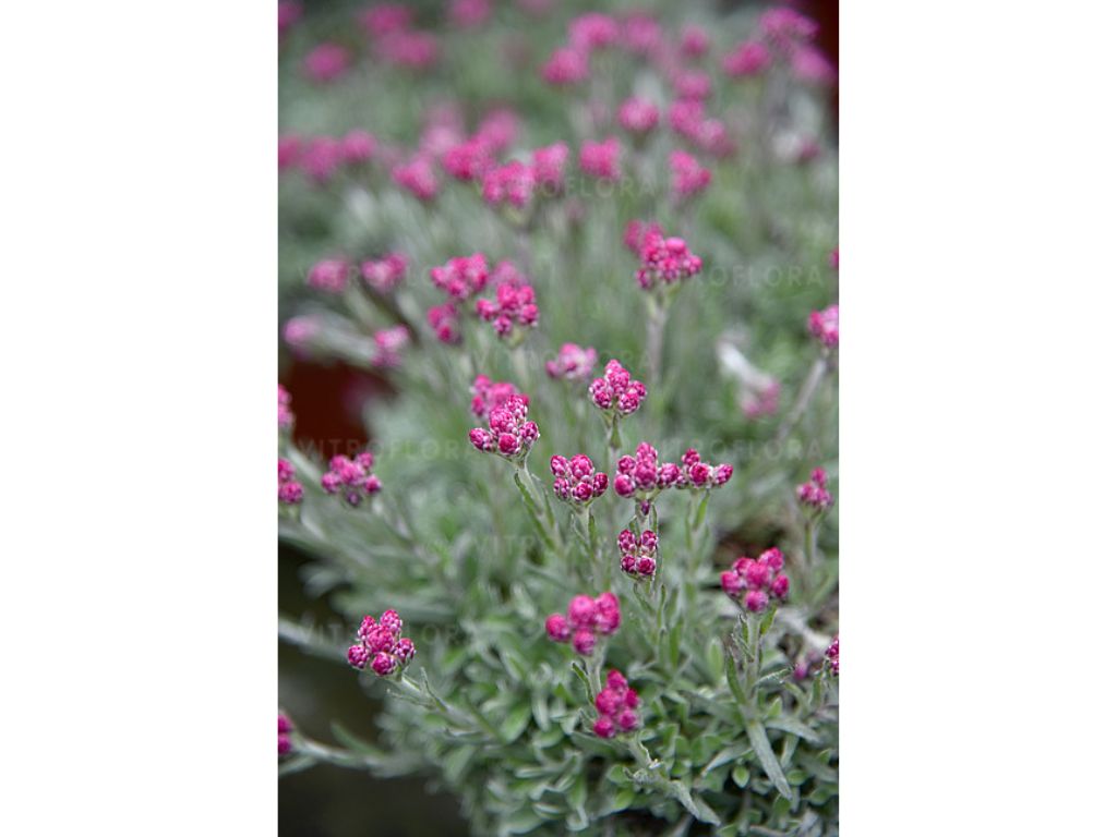 Trvalky ducplant(68)