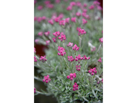 Trvalky ducplant(68)