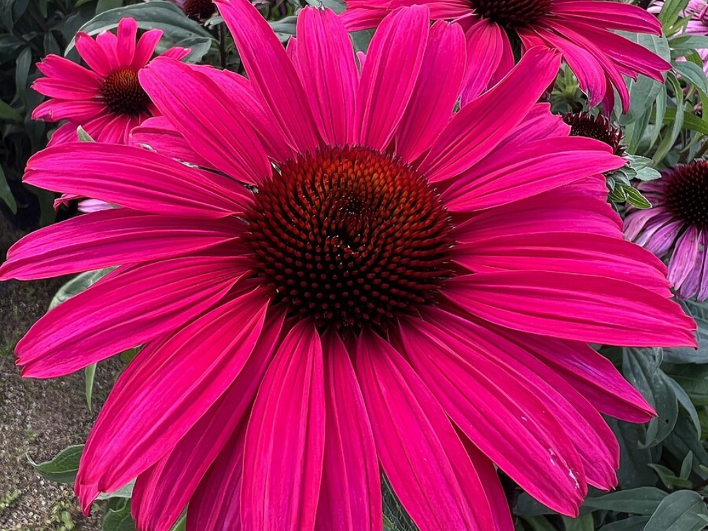 Untitled design 2024 06 07T204227.856