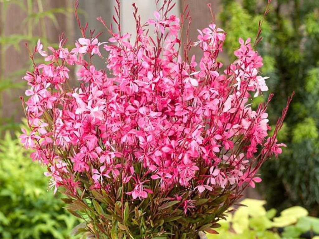 Trvalky ducplant(90)