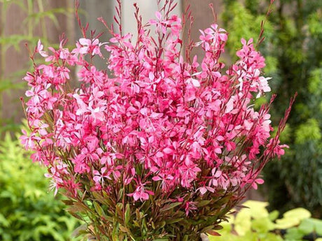 Trvalky ducplant(90)