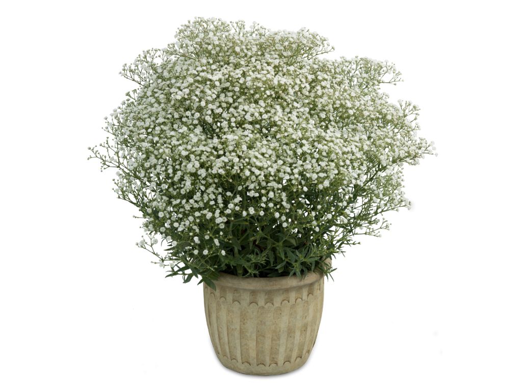Trvalky ducplant(208)