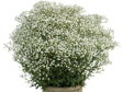 Trvalky ducplant(207)