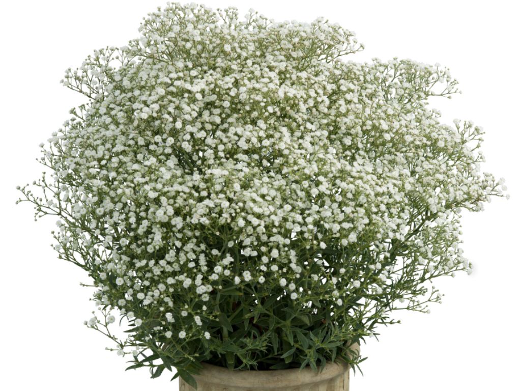 Trvalky ducplant(207)