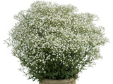 Trvalky ducplant(207)