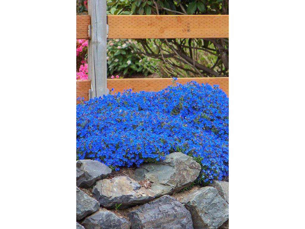 Trvalky Kamejka Heavenly Blue(3)